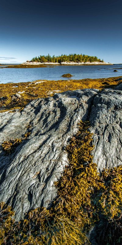 Orange wrach in the rocks of Bic National Park at low tide, Quebec